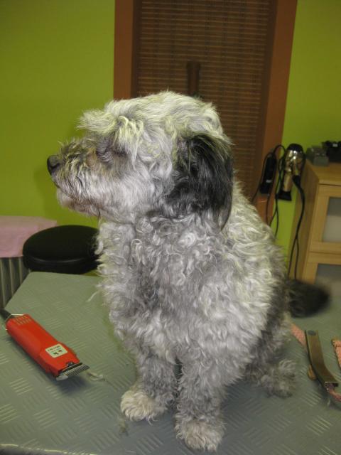 Fanny, Pudel mix vorher